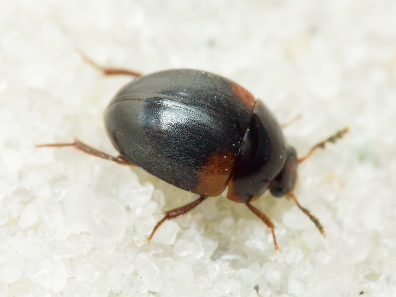 Anisotoma humeralis (Fabricius, 1792)